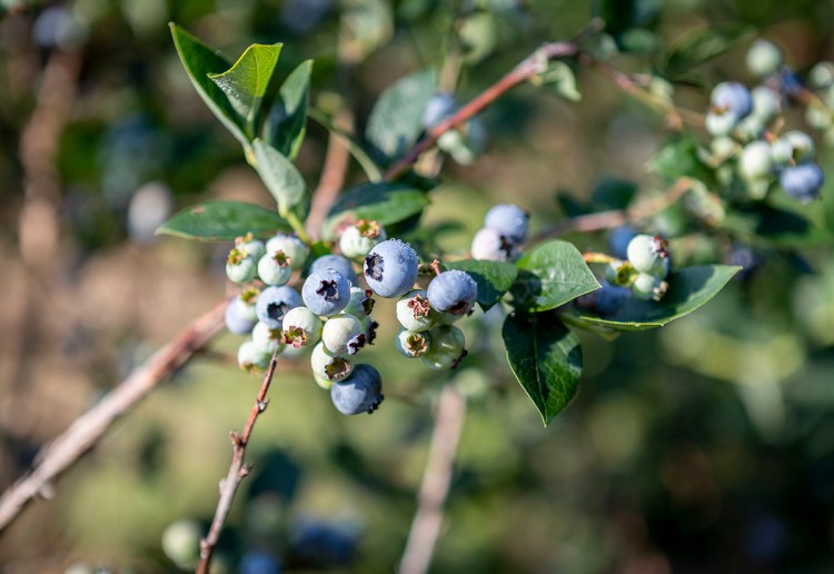 Blueberries are seen at Fairwinds Farms Monday, Aug. 6, 2018 in Bowdoinham. 