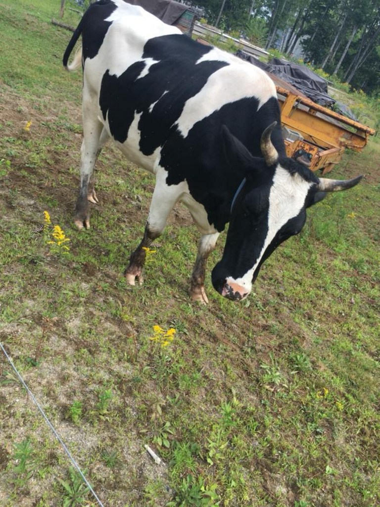 Police say Sophie, a 3-year-old Holstein heifer, was shot and killed by a neighbor of her owners after causing damage to an SUV.