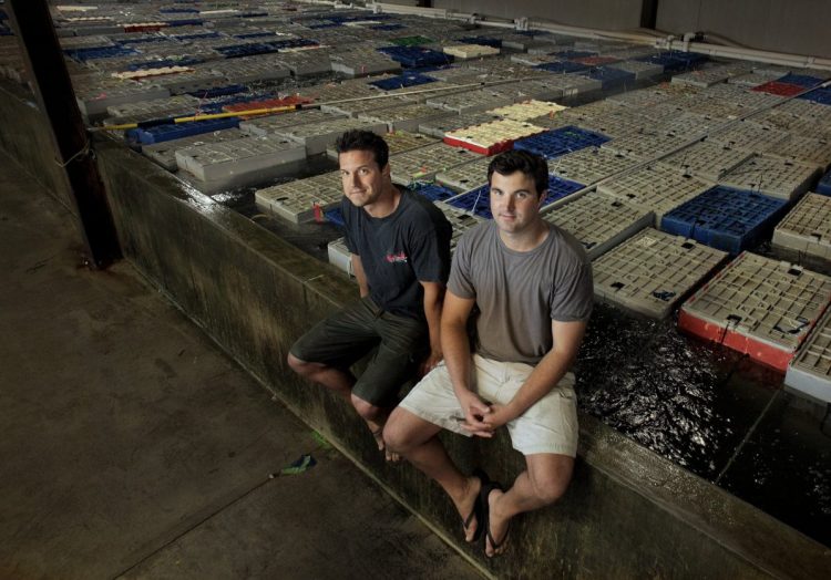 A 2012 file photo shows lobsters at Ready Seafood in Portland. Ready's planned processing facility in Saco will be the largest in the state.