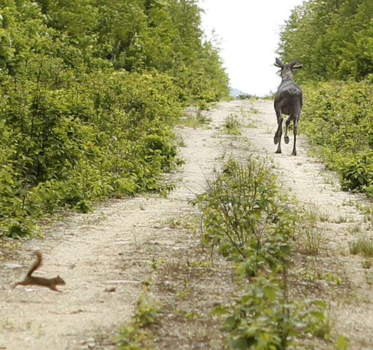 On roads where you are more likely to see a moose and squirrel in the road, you just might need to pull a rabbit out of your hat if you get a flat tire.