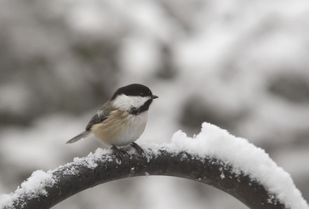 A black-capped chickadee hangs out at Gilsland Farm in Falmouth.