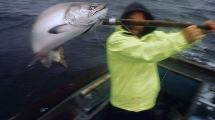 Noah Oppenheim catches a Sacramento River king salmon on the commercial salmon troller F/V Cash Flow II in this photo taken off the coast of Marin County, California, last July. 