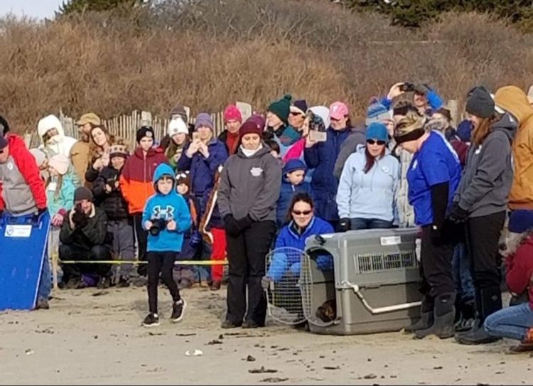 Premie the seal hesitantly pokes her head out of her cage on Head Beach in Phippsburg on Monday.