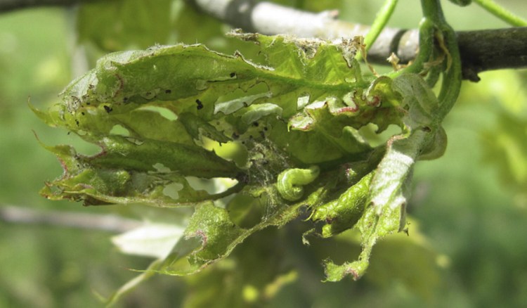 A winter moth caterpillar feeding on red oak.