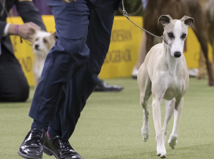 Whiskey goes through his paces last year at the Westminster Kennel Club Dog Show in New York. This year's competition begins Monday.