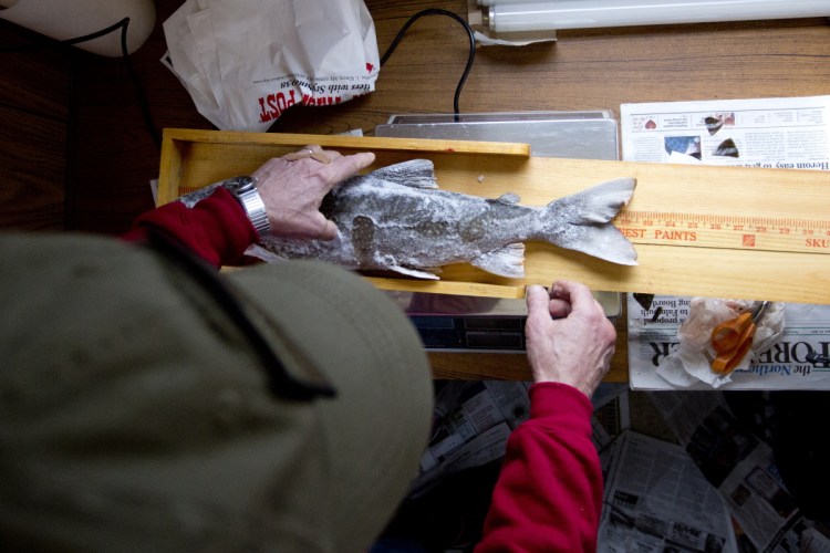 Karl Hartwell, weigh station attendant at the Standish boat ramp station, measures a togue caught by Sam Hopkins of Dover, N.H., in the Sebago Lake Ice Fishing Derby in 2015. The fish was 22 inches and 4.07 pounds.