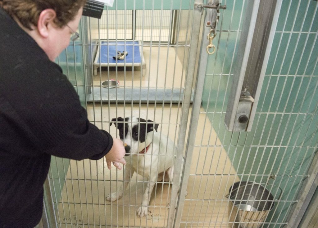 Lisa Oakes, executive director of the Humane Society Waterville Area in Waterville, offers a treat Friday to a dog awaiting adoption.