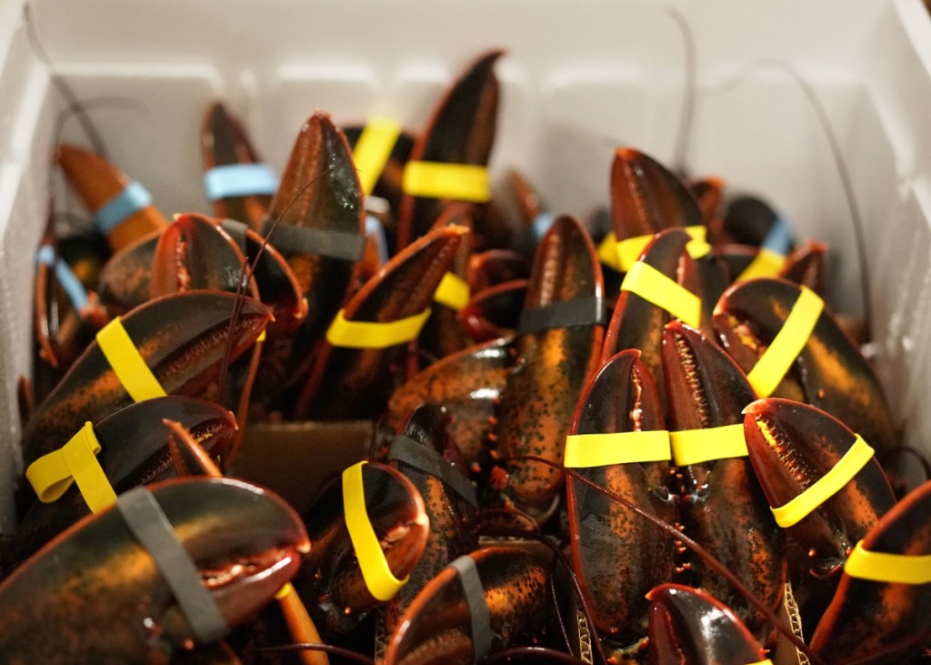 Lobsters are packed vertically in a special box at Maine Coast in York before being shipped to Hong Kong in January for Chinese New Year celebrations.