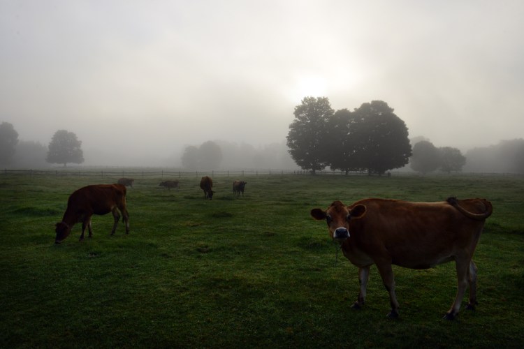 Cows feed on fresh grass in a field near Woodstock, Vt. in 2015. 