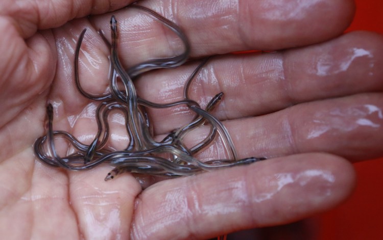 Elver season began on Friday, and fishermen hope it isn't interrupted by poaching as it was last year.