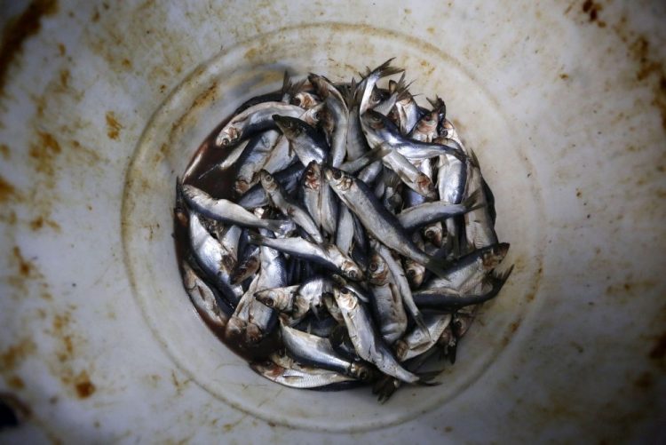 Herring cover the bottom of a barrel at a bait dealer in Portland. Members of the lobster business fear a looming bait crisis could disrupt the industry..