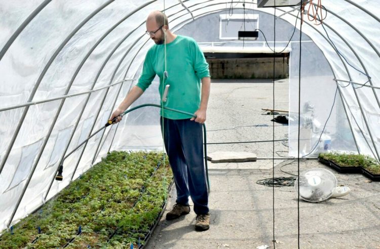 Head grower Micah Grossman waters hemp plants that will be processed to extract CBD at Mainely Processing at the former Guardian Supply building in Oakland on Tuesday. 

