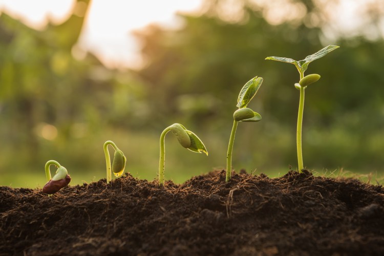 "Rewilding” some of your outdoor spaces could make them more attractive to native birds and beneficial insects. Marginal areas that are inaccessible, wet, or under the branches of trees may be ripe for such a project.