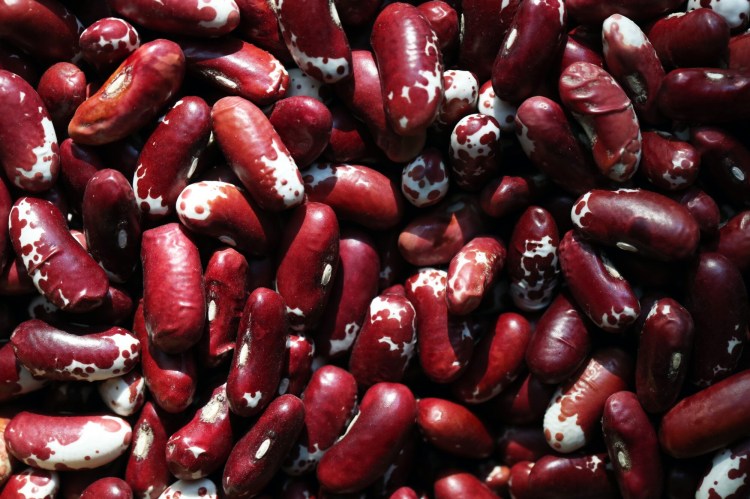  Freshly dried Jacob's Cattle beans from Fairwind Farms in Bowdoinham.