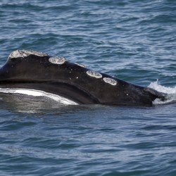Right Whale Decline