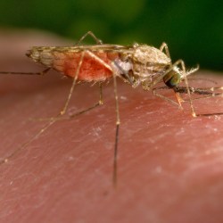 Malaria