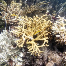 Coral Bleaching Florida