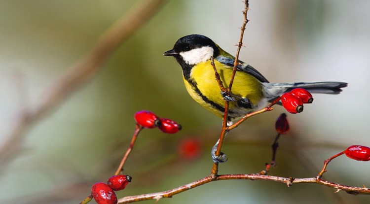 As winter approaches, many birds change some of their eating habits, so you’ll want to change what you are offering on the menu.