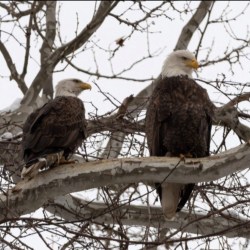 Bald Eagle Camera at U. S. Steel Irvin Plant Goes Live